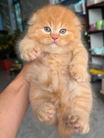 Scottish Fold