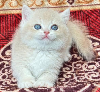 Munchkin
