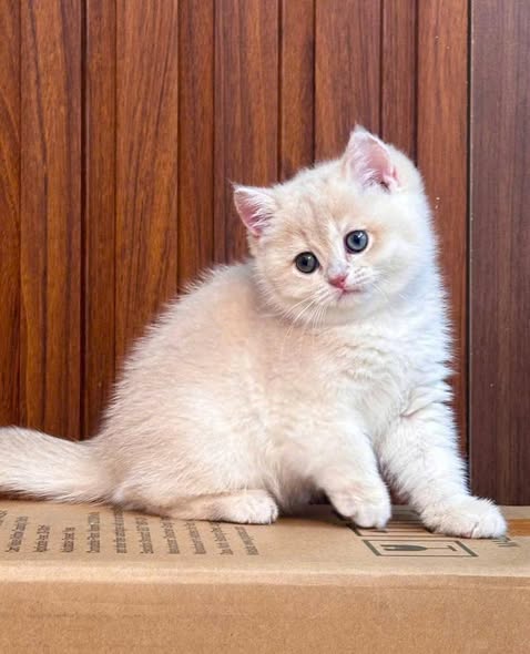 British Shorthair
