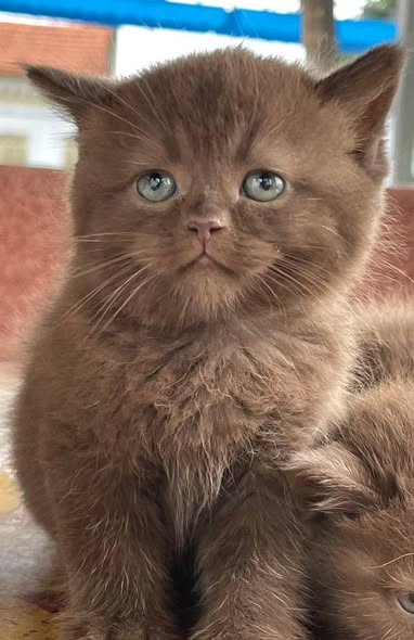 British Shorthair