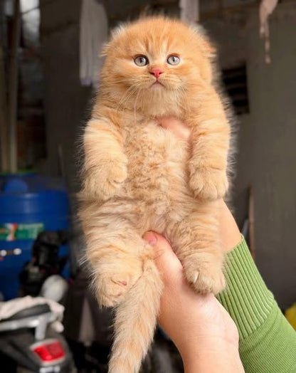 Scottish Fold