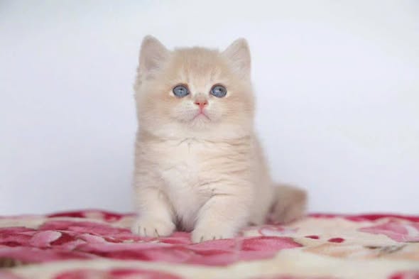 Munchkin