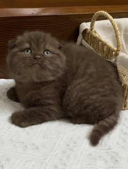 Scottish Fold