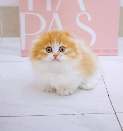 Munchkin Fold Longhair