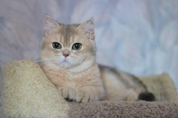 British Shorthair