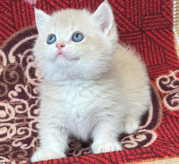 Munchkin