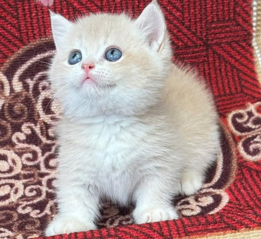 Munchkin
