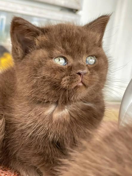 British Shorthair