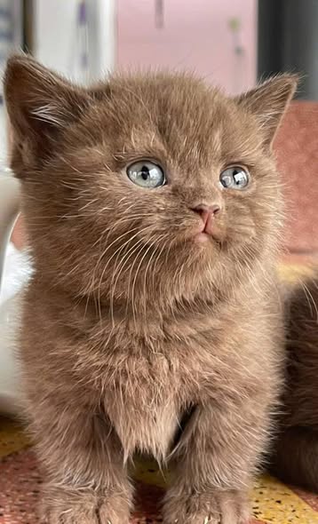 Munchkin