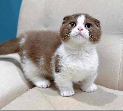 Munchkin Fold