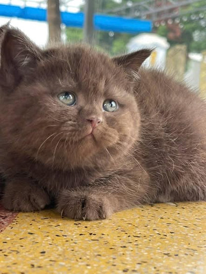 British Shorthair