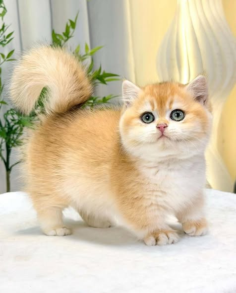 Munchkin