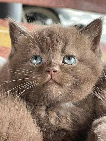 British Shorthair