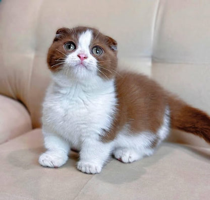 Munchkin Fold