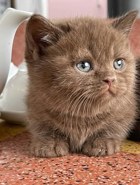Munchkin