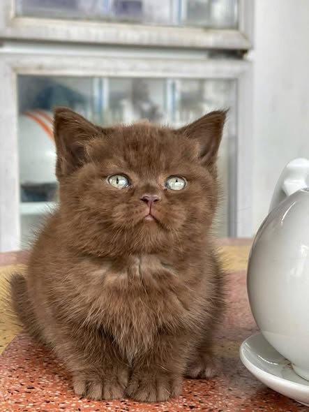 British Shorthair