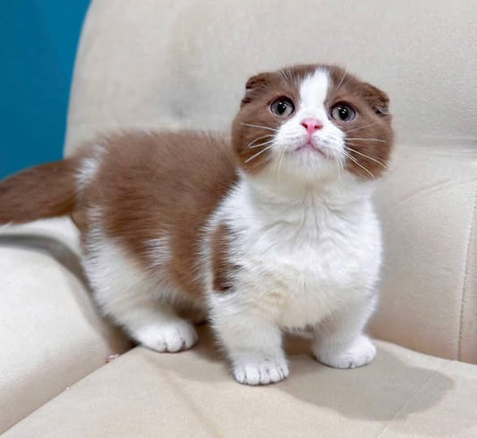 Munchkin Fold