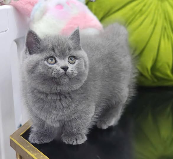 Munchkin