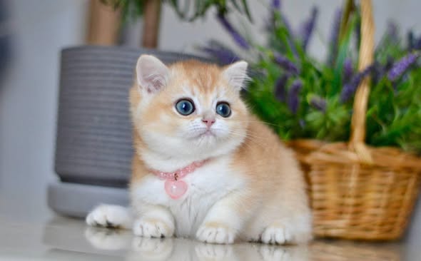 British Shorthair