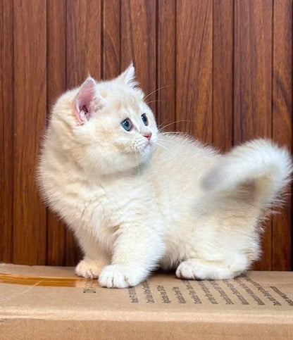 British Shorthair