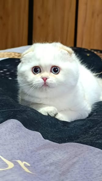Scottish Fold