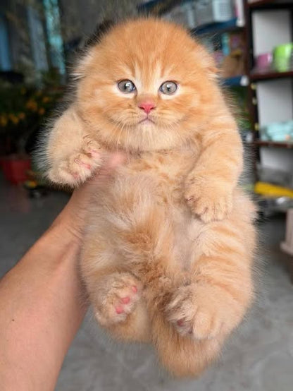 Scottish Fold