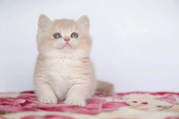 Munchkin