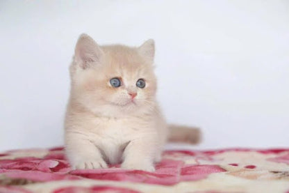 Munchkin