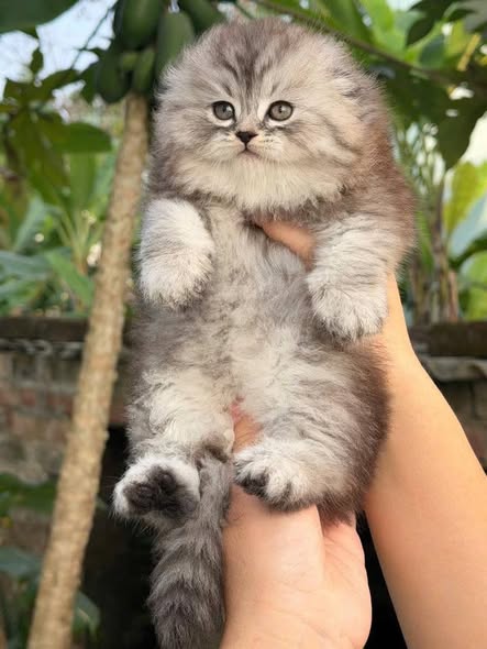 Scottish Fold Longhair