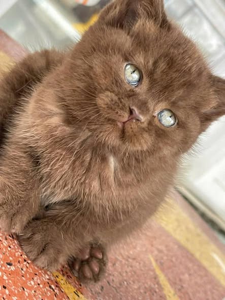 British Shorthair