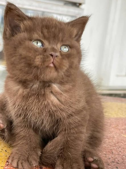 British Shorthair