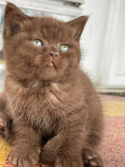 British Shorthair