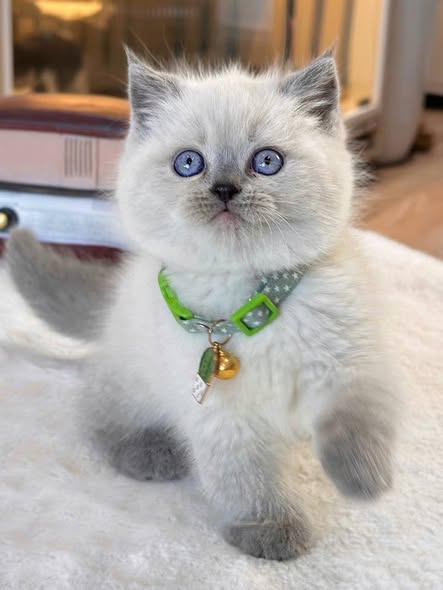 British Shorthair
