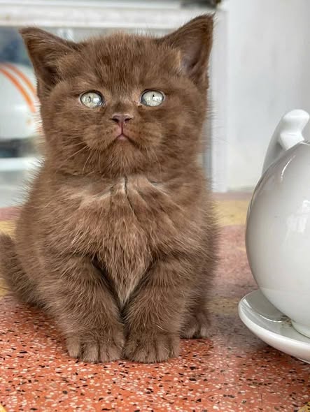 British Shorthair