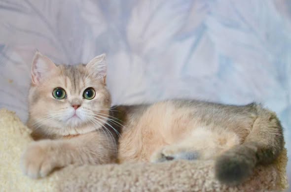 British Shorthair