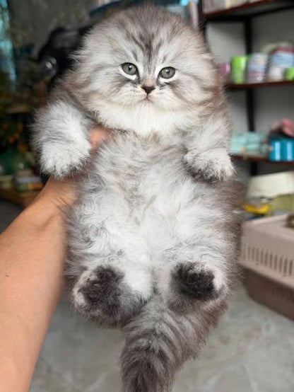 Scottish Fold Longhair