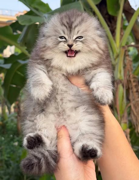 Scottish Fold Longhair