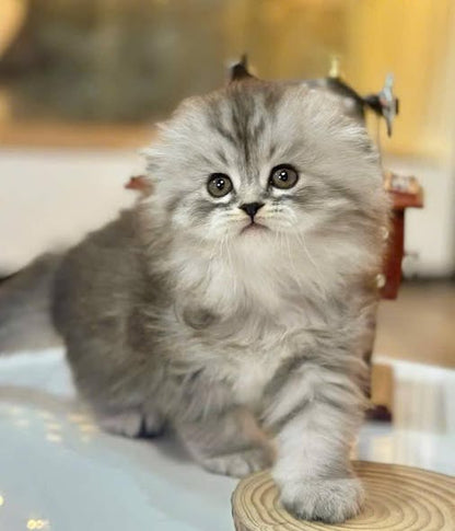 Scottish Fold Longhair