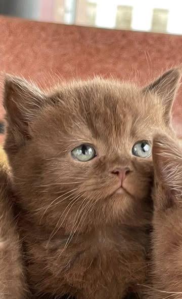 British Shorthair