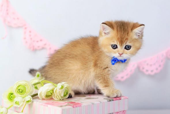 British Shorthair