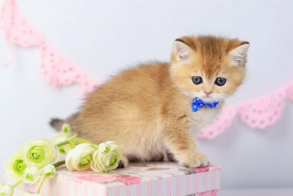 British Shorthair