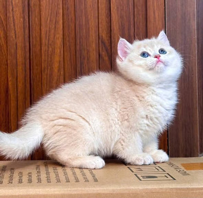 British Shorthair