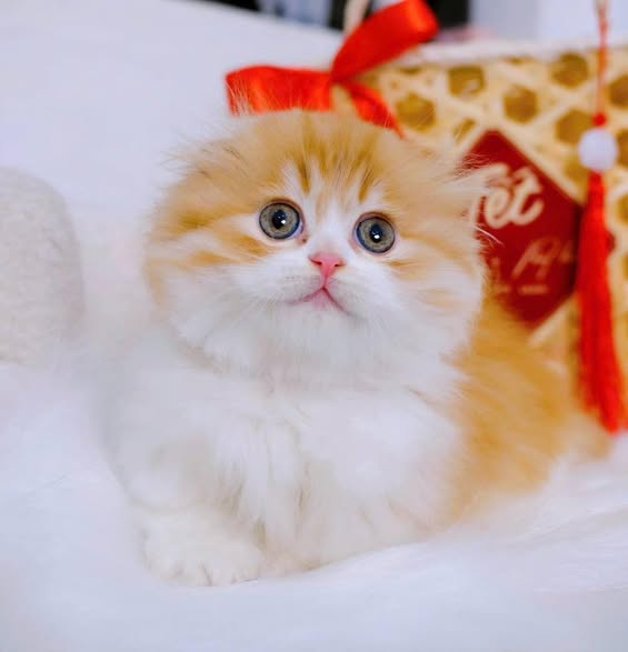 Munchkin Fold Longhair