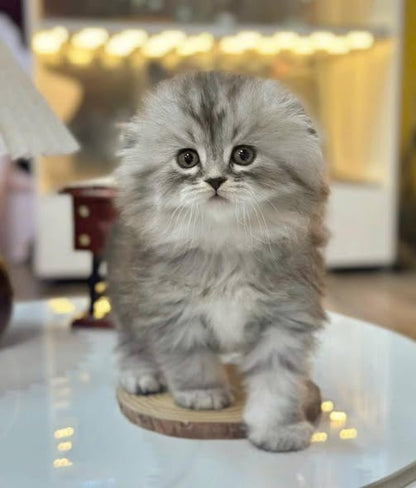 Scottish Fold Longhair