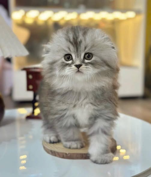 Scottish Fold Longhair