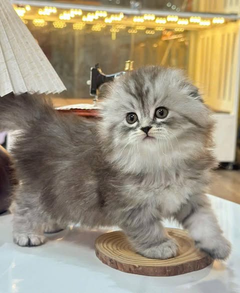 Scottish Fold Longhair