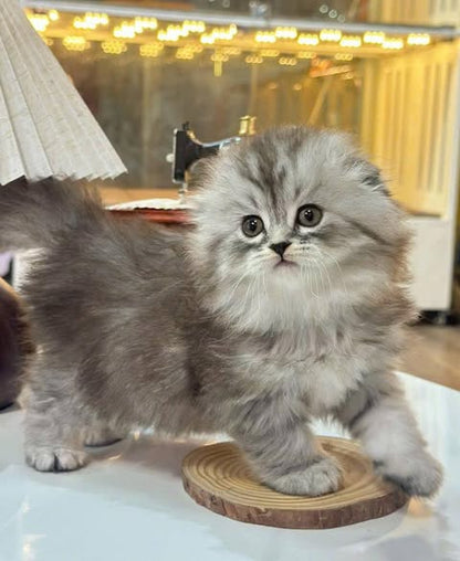 Scottish Fold Longhair
