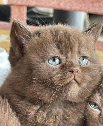British Shorthair