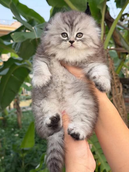 Scottish Fold Longhair