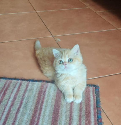 British Shorthair